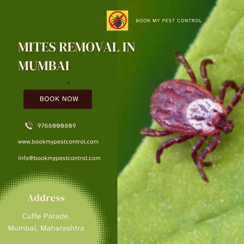 MITES REMOVAL IN MUMBAI |