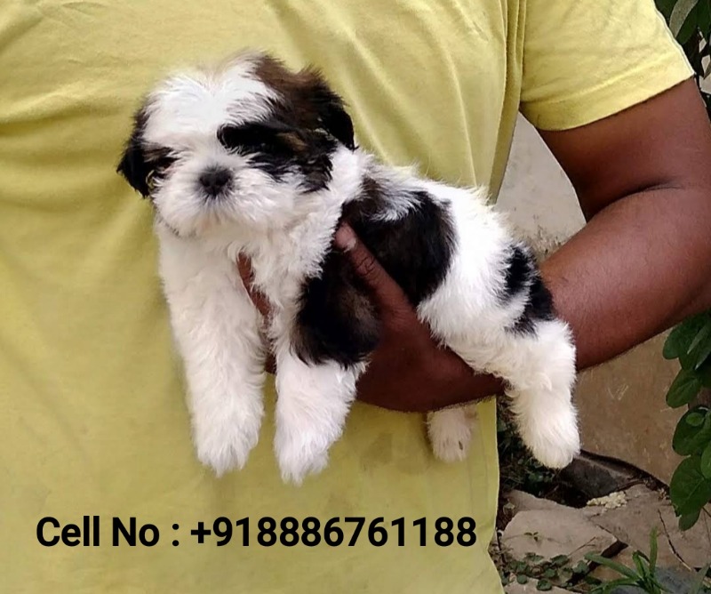 Shih Tzu Puppies for sale