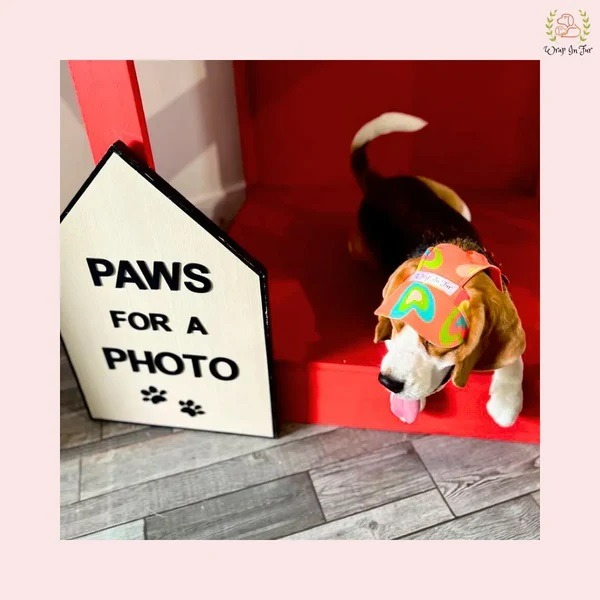 Pets n Care - Pet Accessories