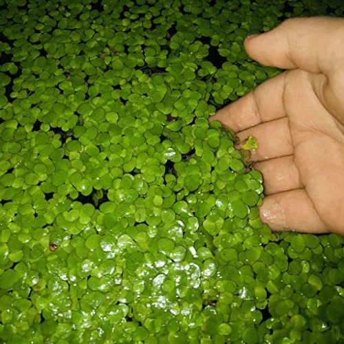 Lifestyle - Health / Beauty