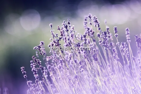 Residential Land & Plot